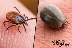 ریشه کنی کنه ها